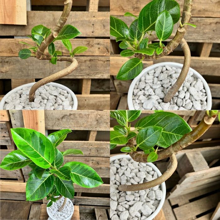 観葉植物現品販売