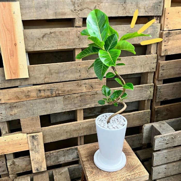 観葉植物現品販売