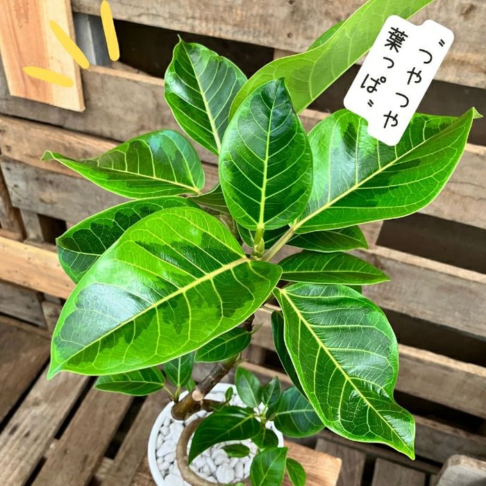 観葉植物現品販売