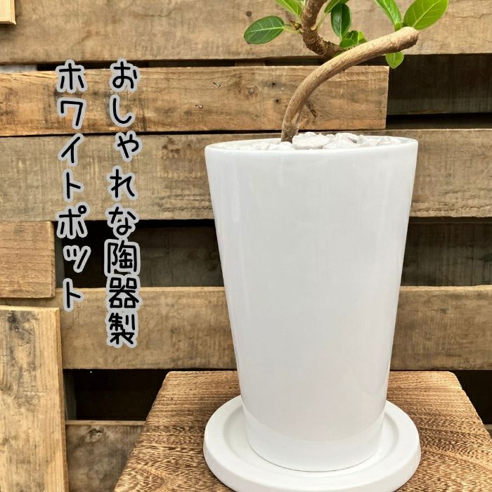 観葉植物現品販売
