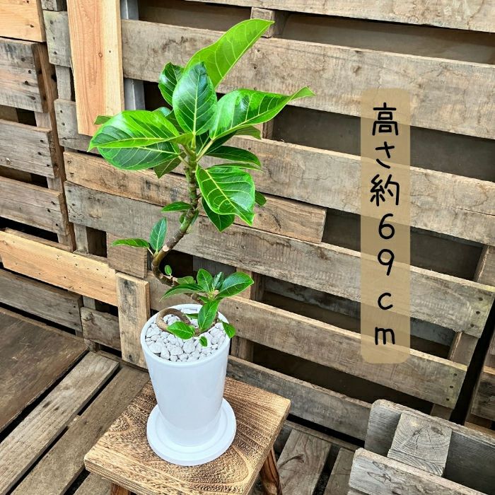 観葉植物現品販売