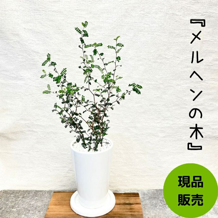 観葉植物現品販売