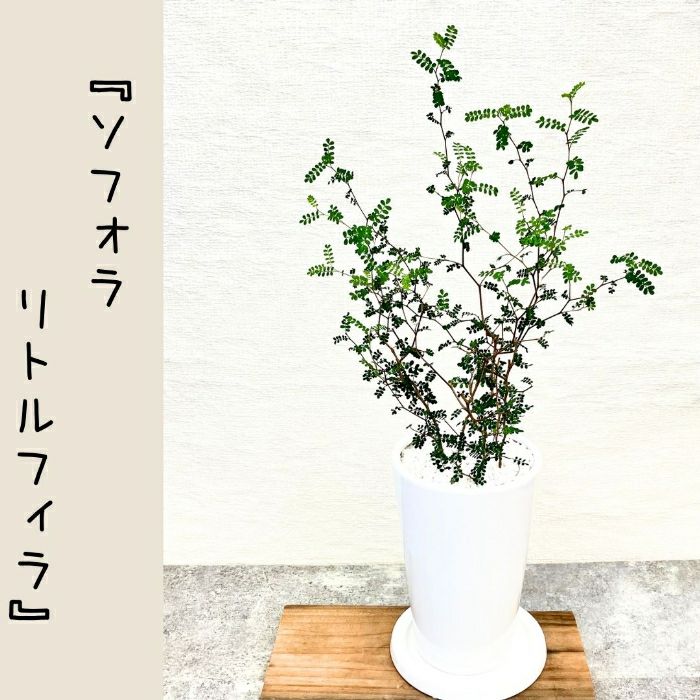 観葉植物現品販売