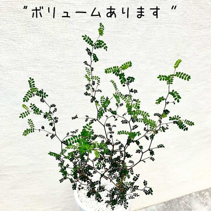 観葉植物現品販売