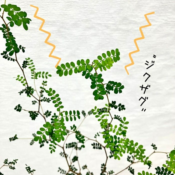 観葉植物現品販売