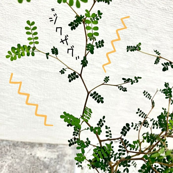 観葉植物現品販売