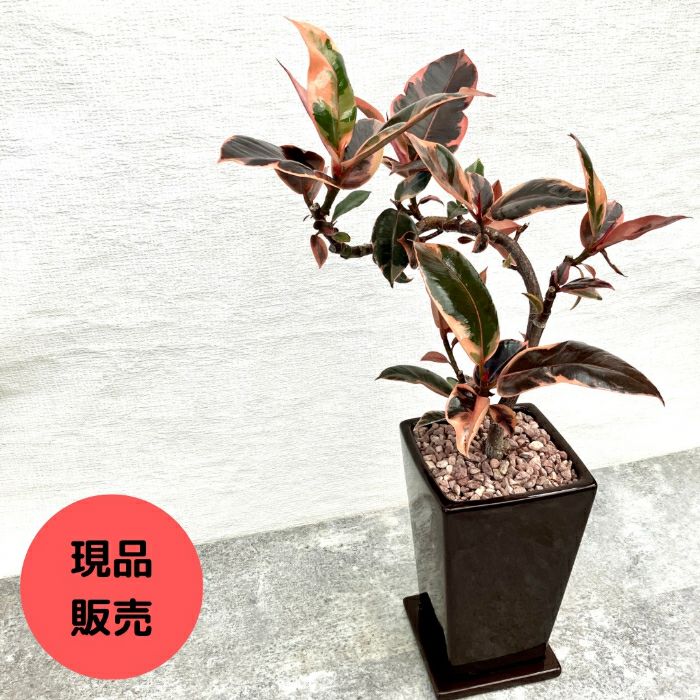 観葉植物現品販売