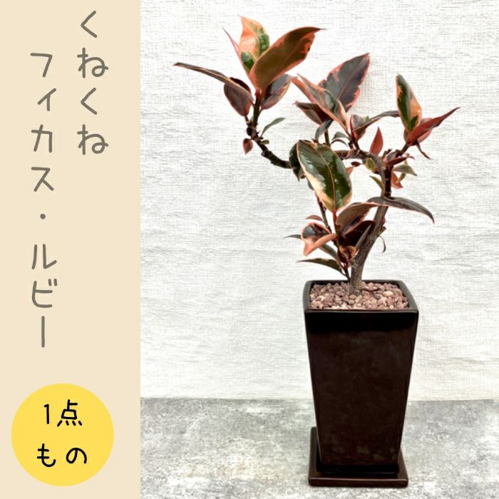 観葉植物現品販売