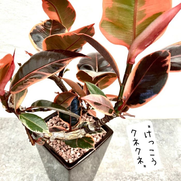 観葉植物現品販売