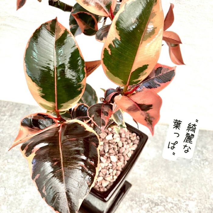 観葉植物現品販売