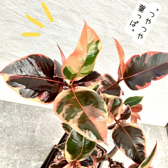 観葉植物現品販売