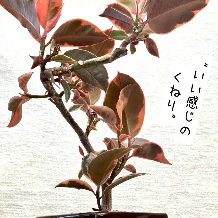 観葉植物現品販売