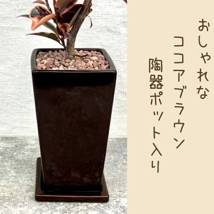 観葉植物現品販売