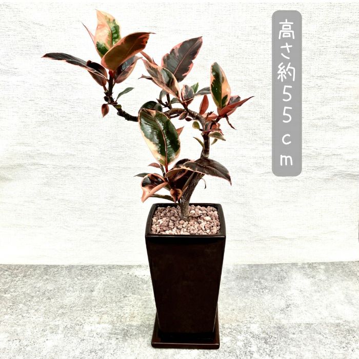 観葉植物現品販売