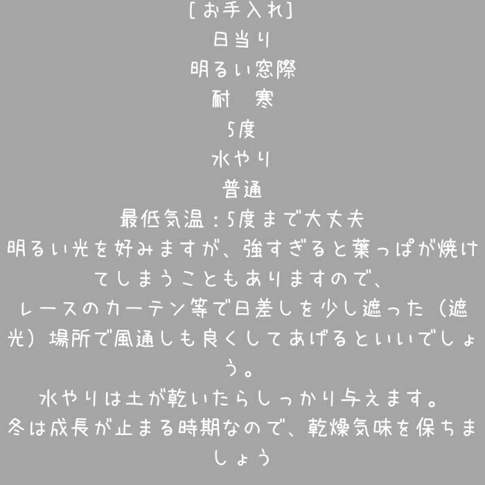 観葉植物現品販売