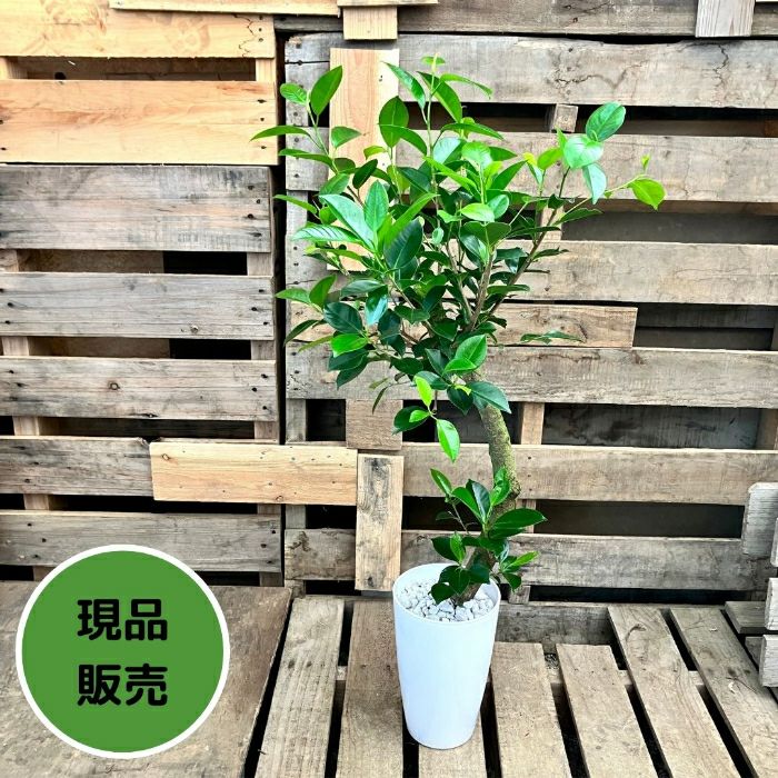 観葉植物現品販売