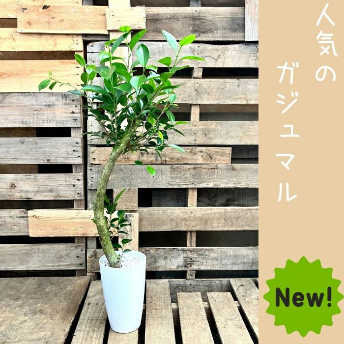 観葉植物現品販売