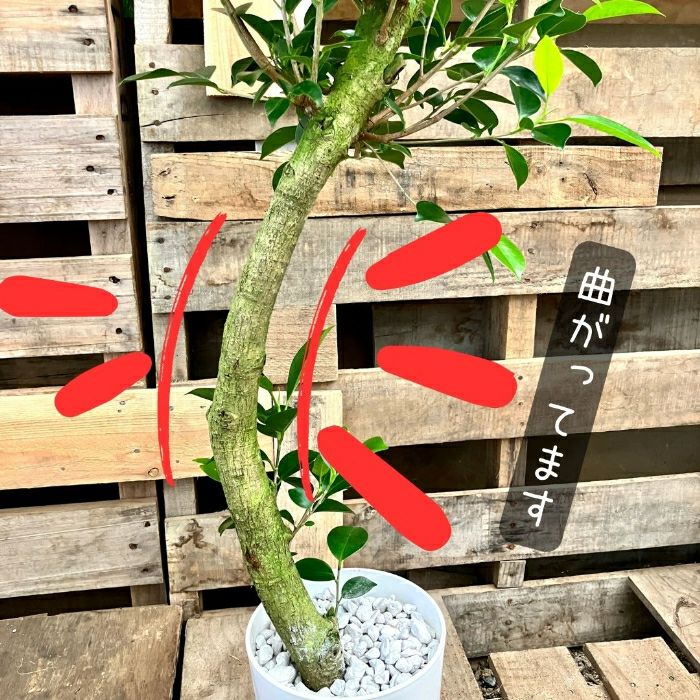 観葉植物現品販売