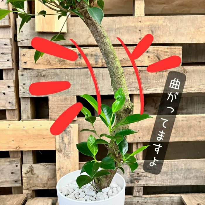 観葉植物現品販売