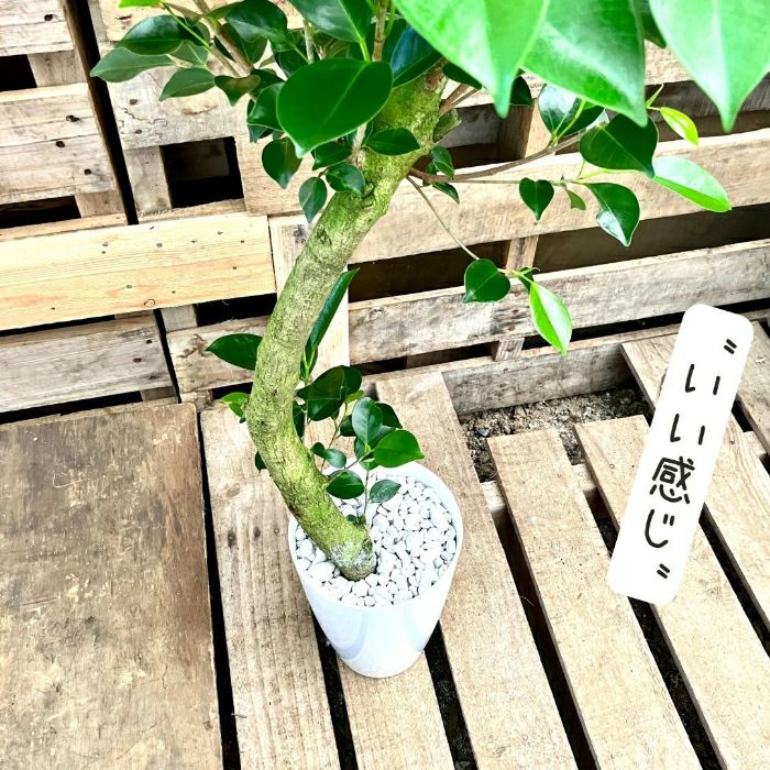 観葉植物現品販売