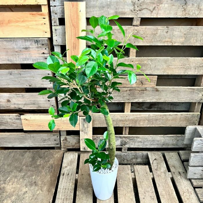 観葉植物現品販売