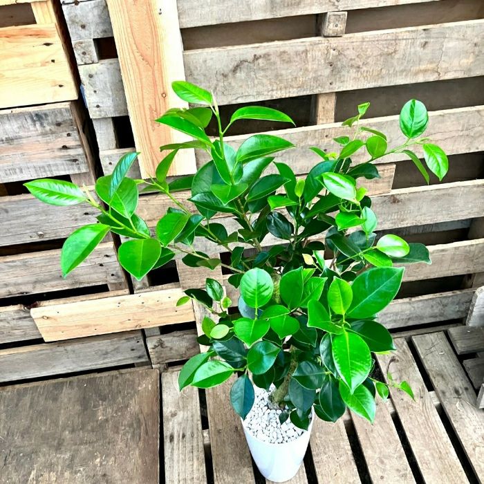 観葉植物現品販売