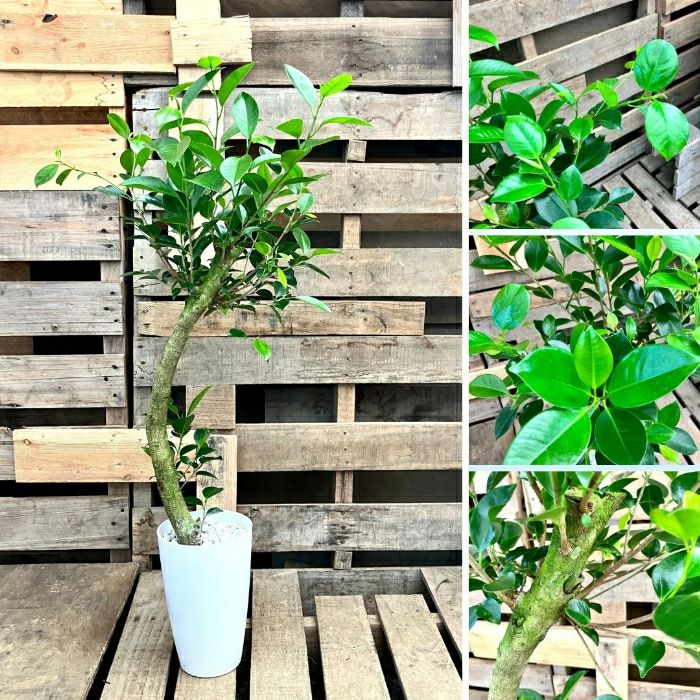 観葉植物現品販売