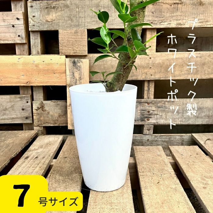 観葉植物現品販売