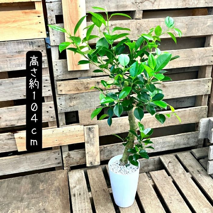 観葉植物現品販売