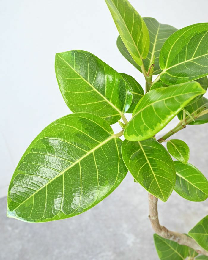 フィカス・アルテシーマ・バリエガタ 6号鉢 陶器ポット (ルーケト) 鉢カバー付き 曲がり樹形 ユーポット入り 観葉植物