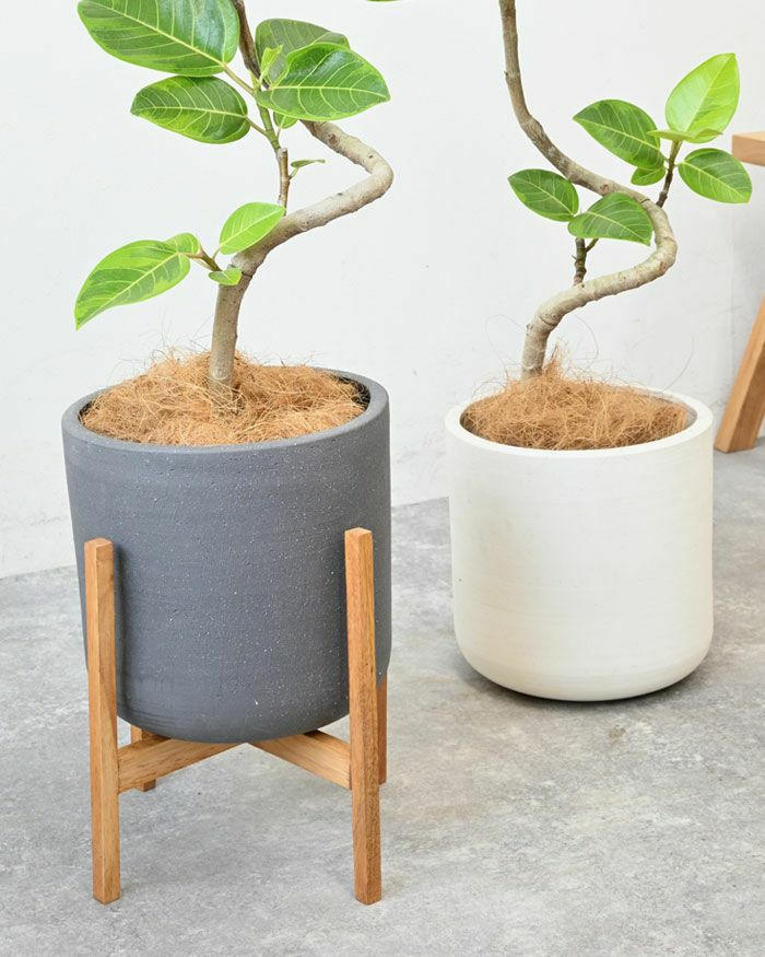 フィカス・アルテシーマ・バリエガタ 6号鉢 陶器ポット (ルーケト) 鉢カバー付き 曲がり樹形 ユーポット入り 観葉植物