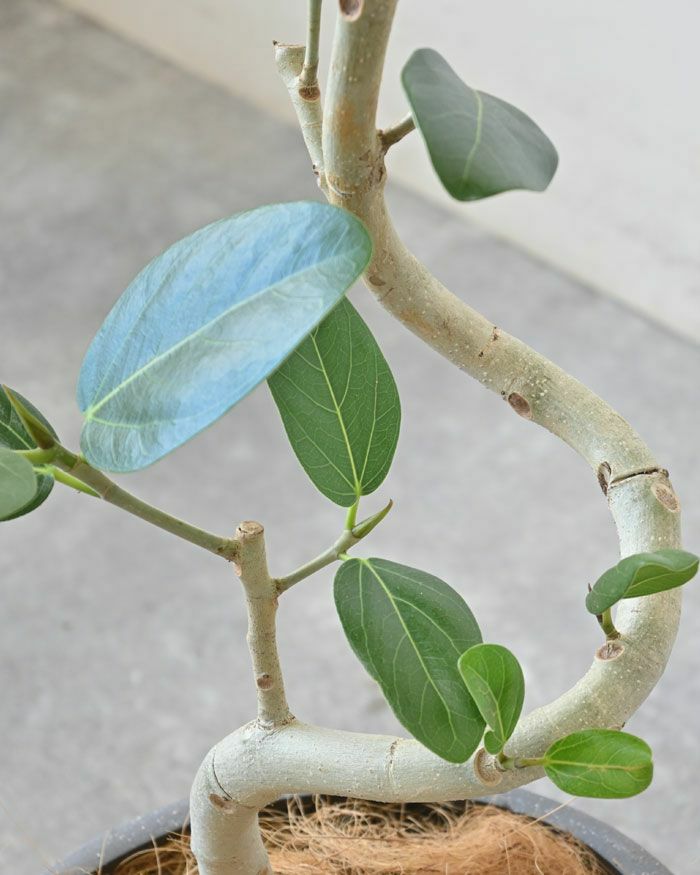 フィカス・ベンガレンシス ベンガルボダイジュ 6号鉢 陶器ポット (ルーケト) 鉢カバー付き ユーポット入り 観葉植物