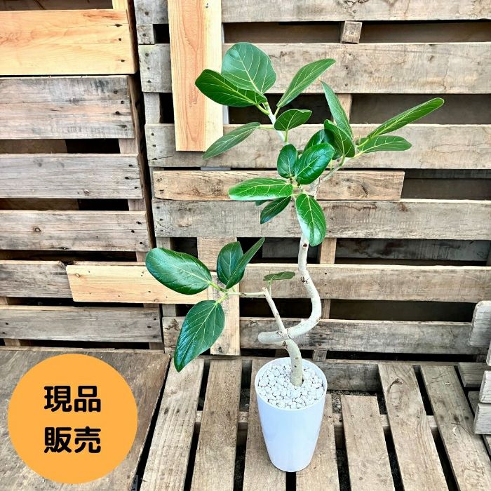 観葉植物現品販売