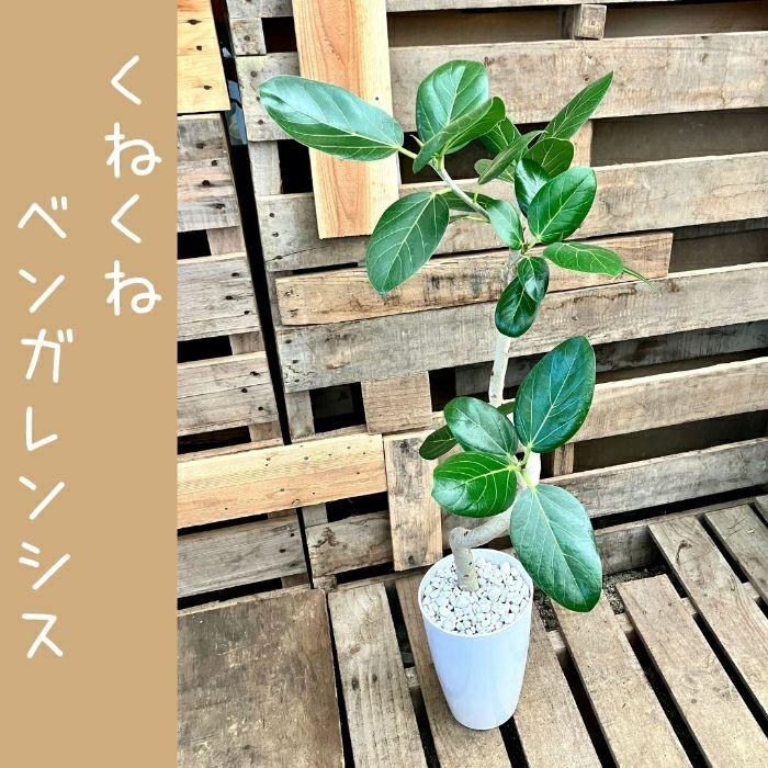 観葉植物現品販売