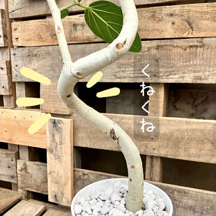 観葉植物現品販売