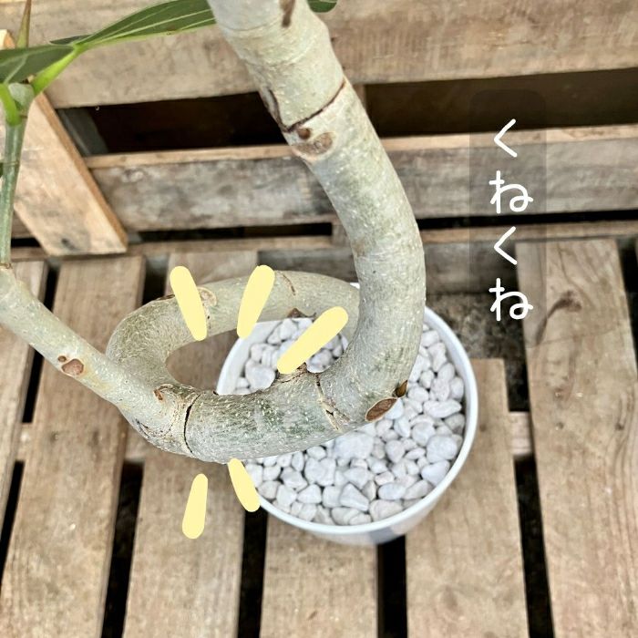 観葉植物現品販売