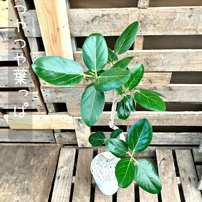 観葉植物現品販売