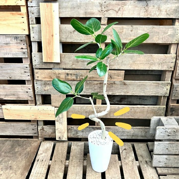 観葉植物現品販売