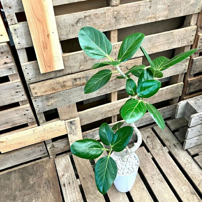 観葉植物現品販売