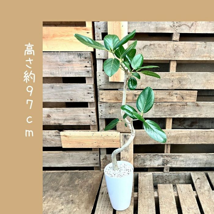 観葉植物現品販売