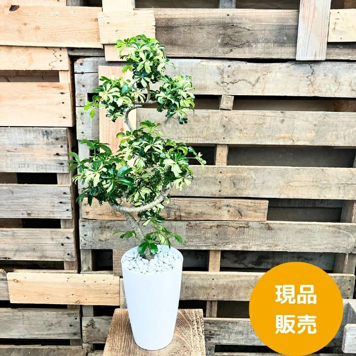 観葉植物現品販売
