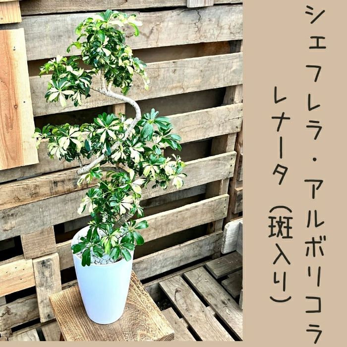 観葉植物現品販売