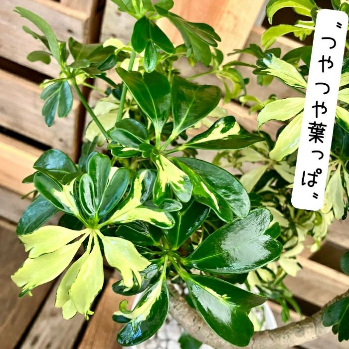 観葉植物現品販売