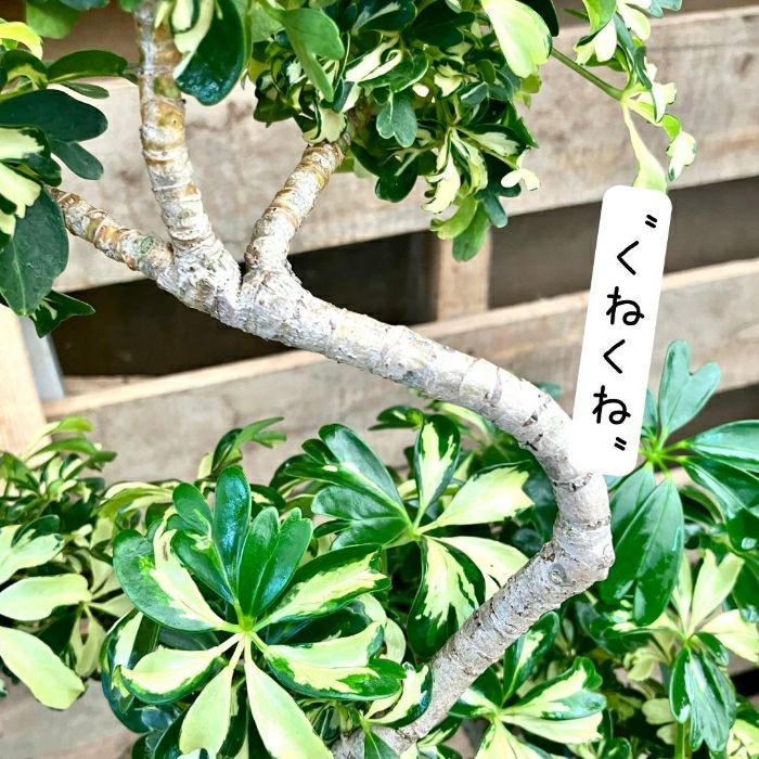 観葉植物現品販売