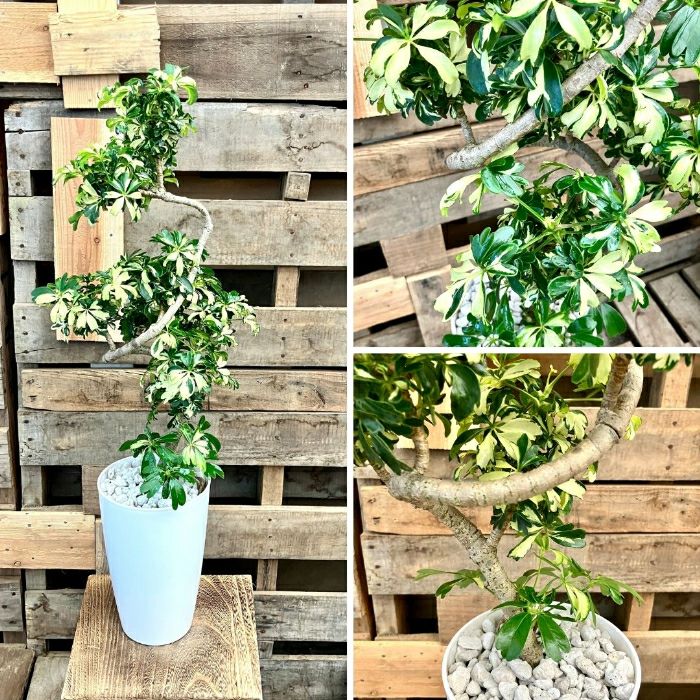 観葉植物現品販売