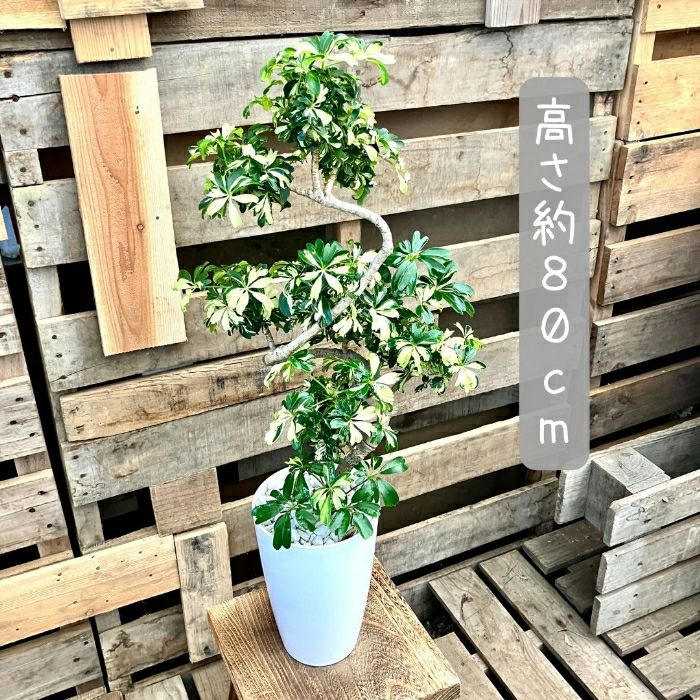 観葉植物現品販売