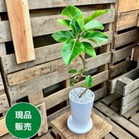 観葉植物現品販売