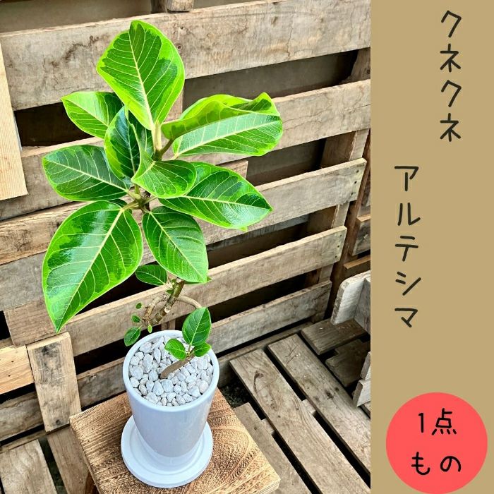 観葉植物現品販売