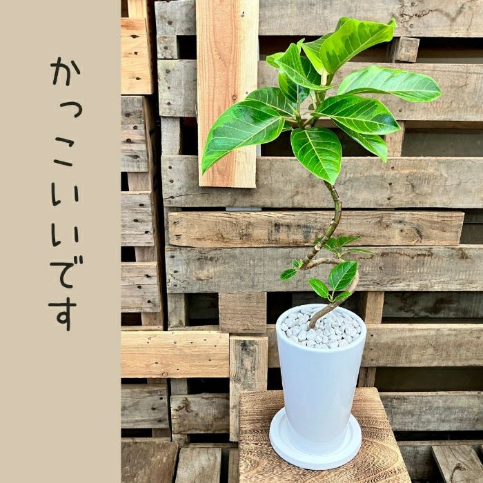 観葉植物現品販売