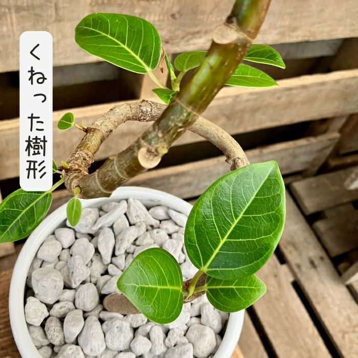 観葉植物現品販売